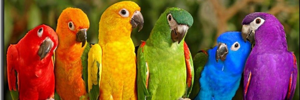 6 разноцветных попугаев