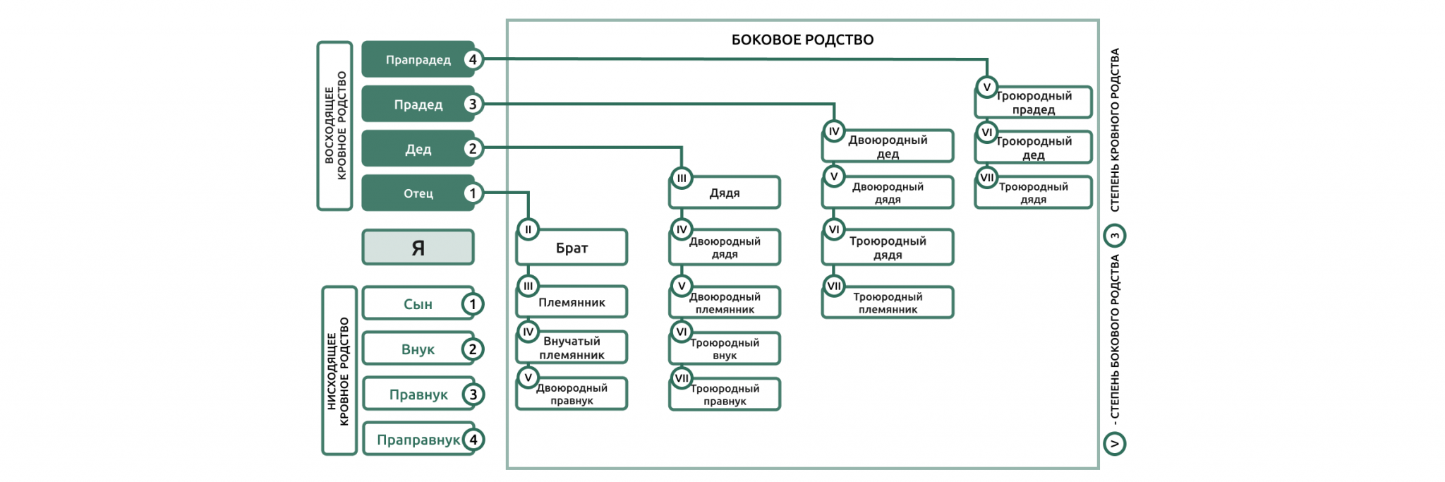 Институт родства. Степени родства схема. Боковая линия родства схема. Схема прямого и бокового родства по восходящим и нисходящим линиям. Боковое родство.