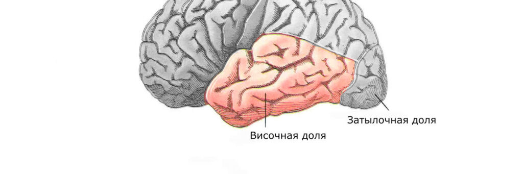 доли головного мозга