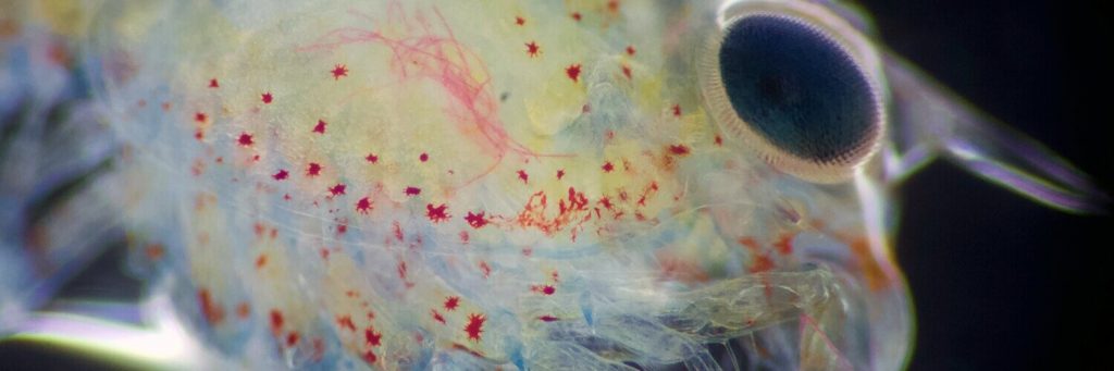  микропластик под раковинами омара