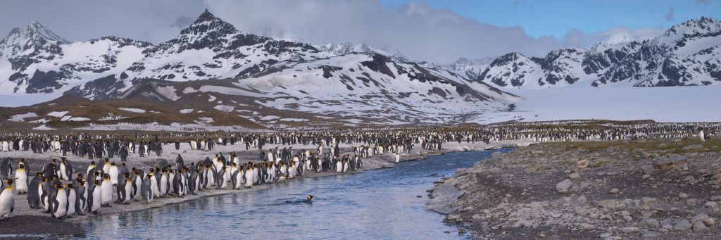 пингвины в Антарктиде