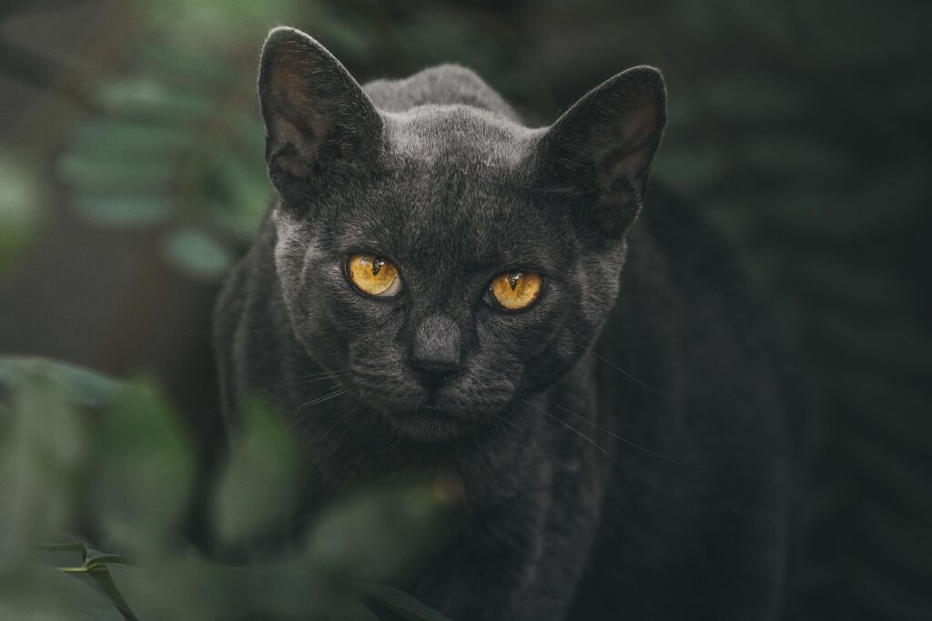 черная кошка