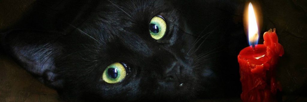 черная кошка 