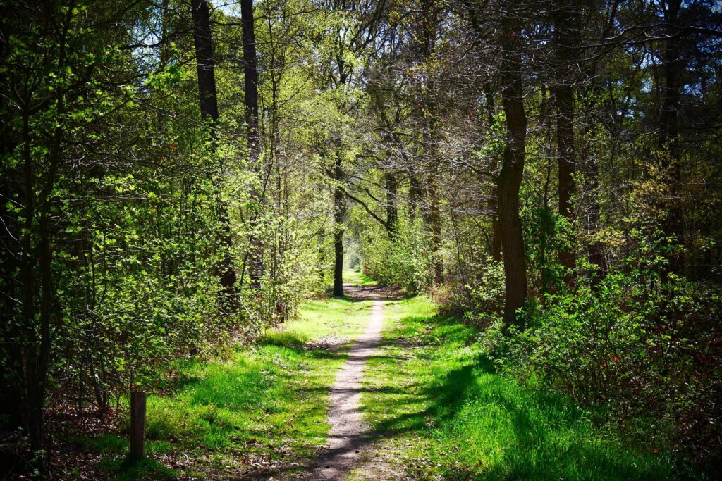 Тропа в лесу