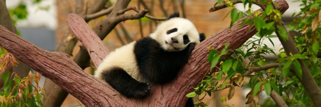 панда на дереве