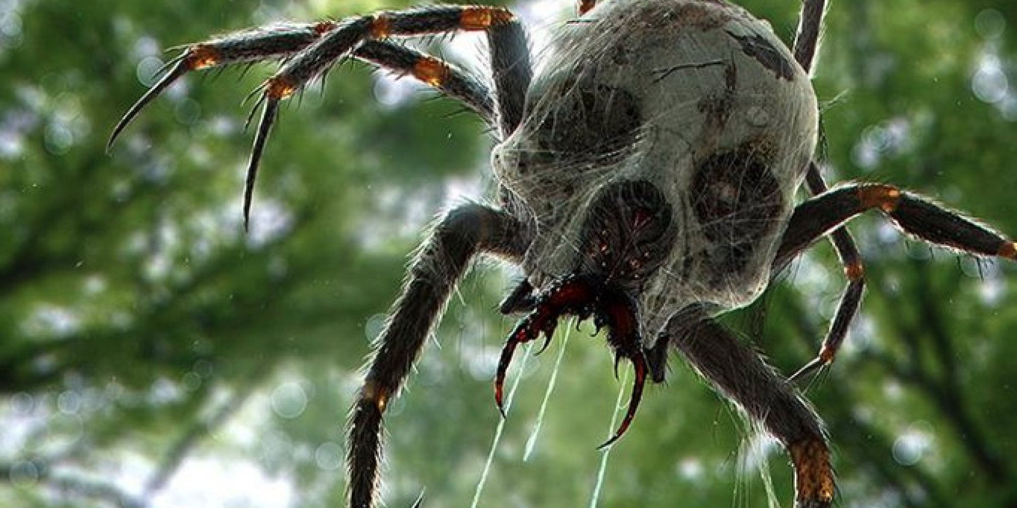 Страшный мир насекомых. Джейба Фофи. Паук Huntsman Spider. Каракурт птицеед. Цербал Аравийский паук.