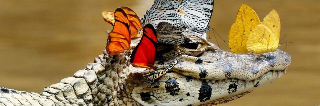 крокодил и бабочки