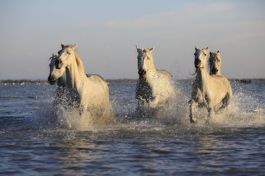 Лошади на берегу моря
