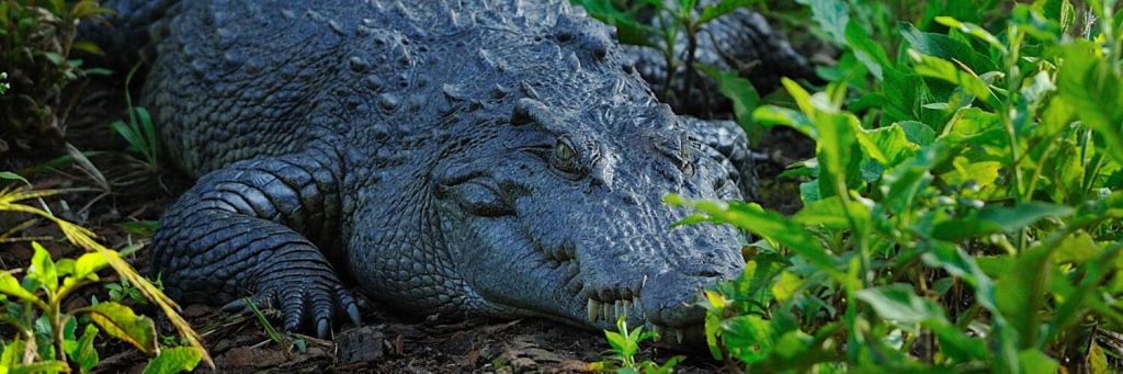 Crocodylus siamensis, сиамский крокодил фото