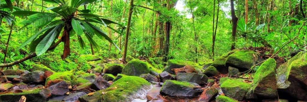 тропический лес под угрозой уничтожения