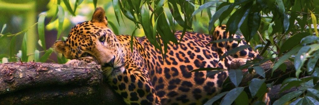 лес тропический и амазонский ягуар под угрозой уничтожения