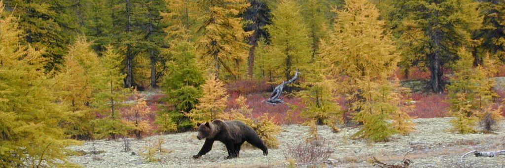 Природа Якутии Тайга и медведь
