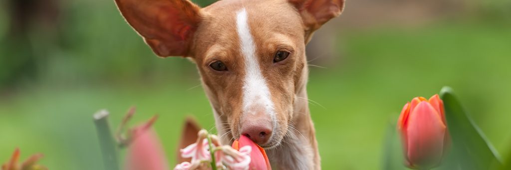 Коричневая собака нюхает цветы