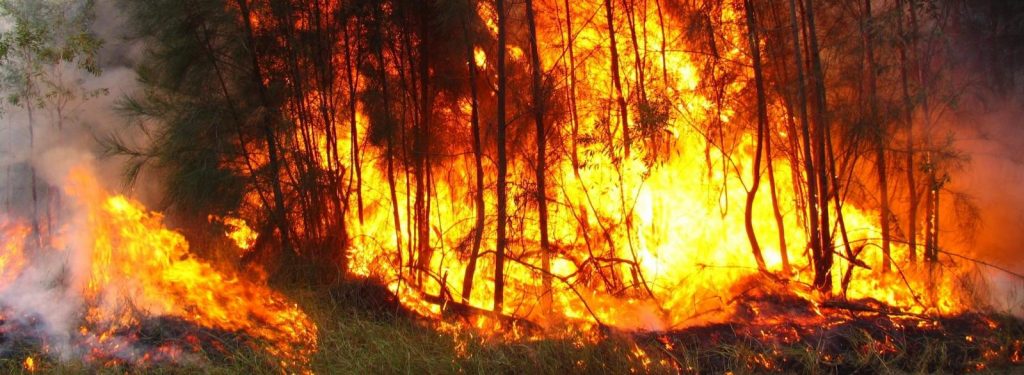 Пожары в лесах по всему миру