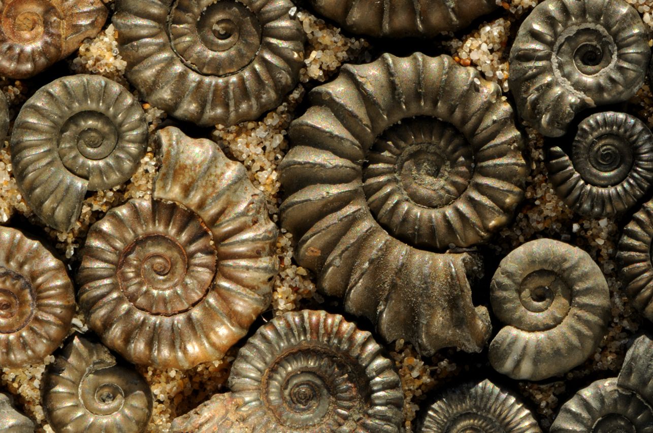 Моллюск в камне. Окаменелый Аммонит. Окаменелые моллюски аммониты. Ископаемые моллюски аммониты. Аммониты древние моллюски моллюски.