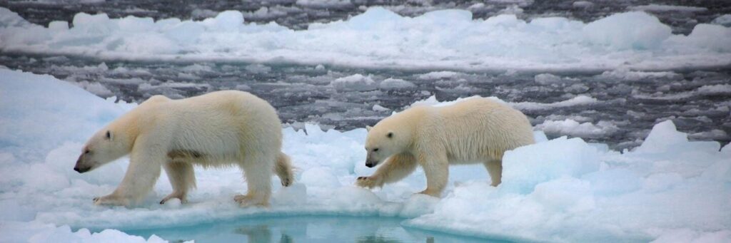 белые медведи на льдинах