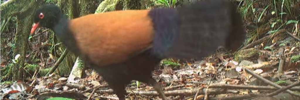 черно-шейный фазановый голубь