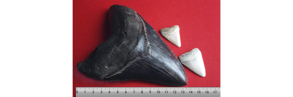 крупный зуб мегалодона и зуб большой белой акулы