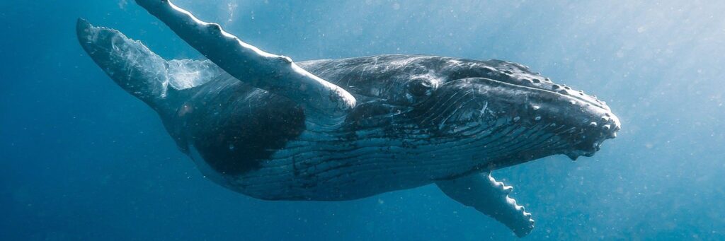 кит под водой