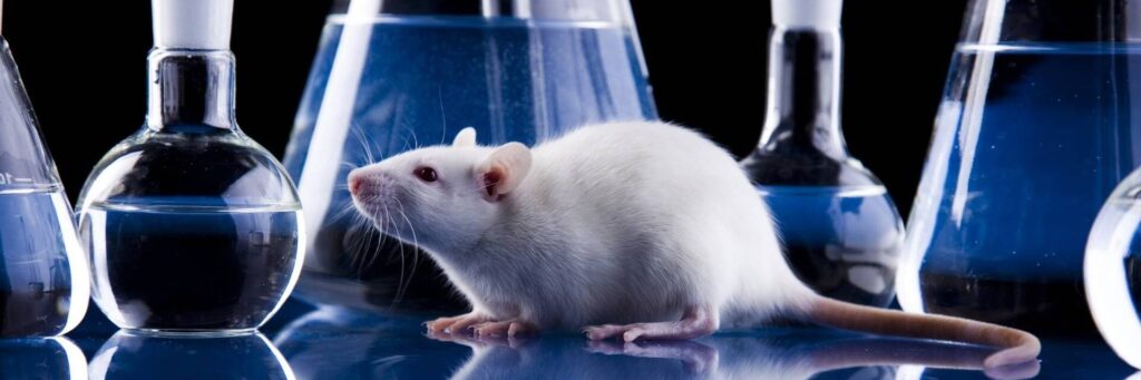 лабораторная мышь
