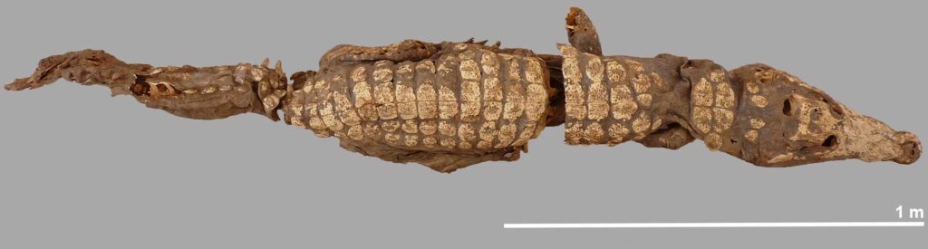 мумия крокодила из гробницы в Египте
