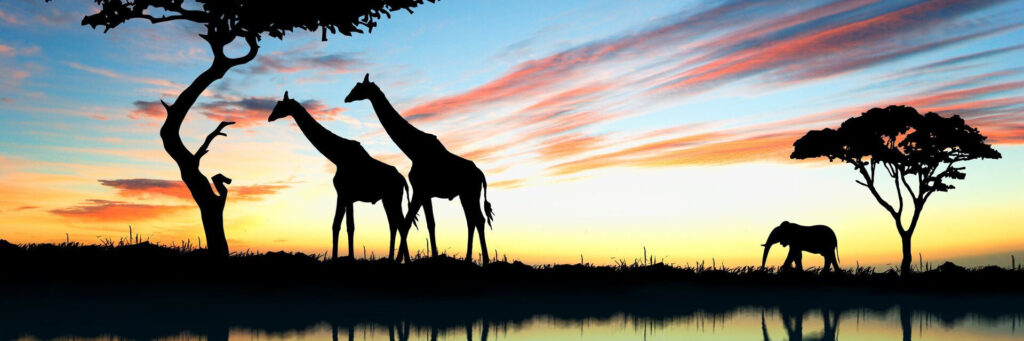 Африка жирафы слон закат