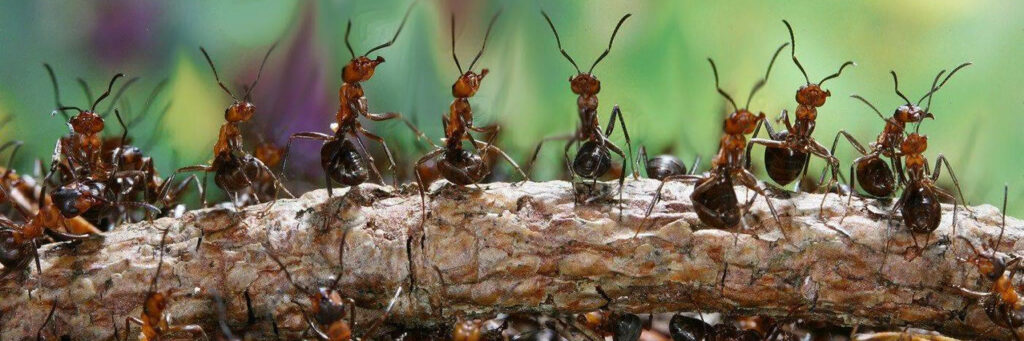 коллективный разум муравьев