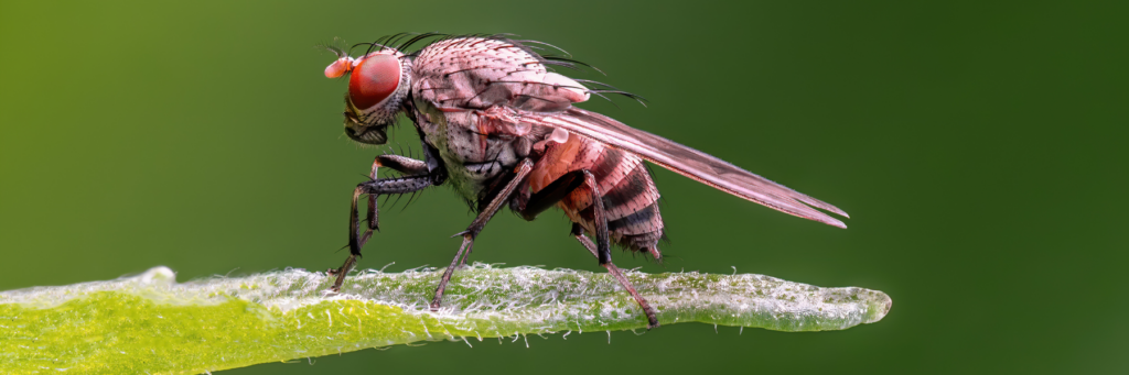  плодовая мушка Drosophila melanogaster не думает о смерти
