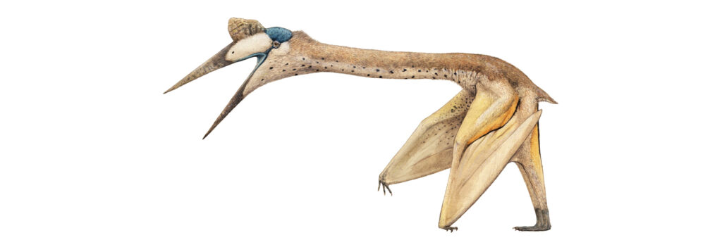 огромный птерозавр Quetzalcoatlus northropi