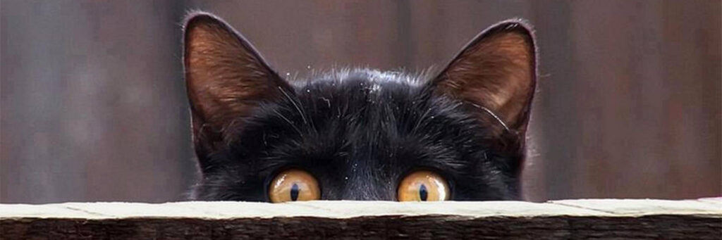 черный кот - суеверие?
