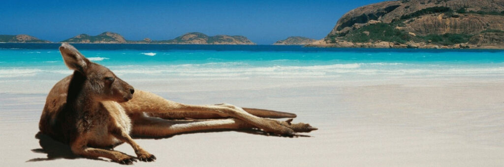 кенгуру лежит на пляже у океана