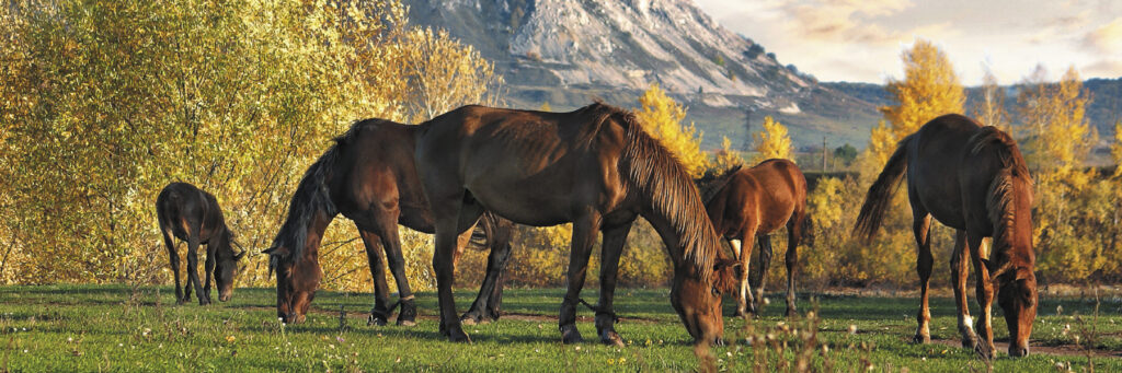 Природа Башкирии лошади