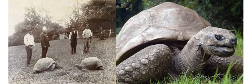 сейшельская гигантская черепаха по имени Джонатан