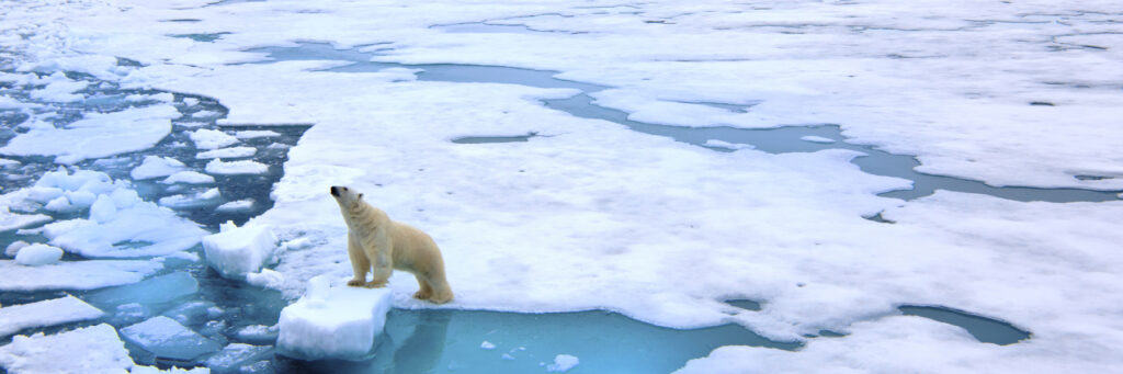 глобальное потепление в Арктике, белый медведь на тающем  льде