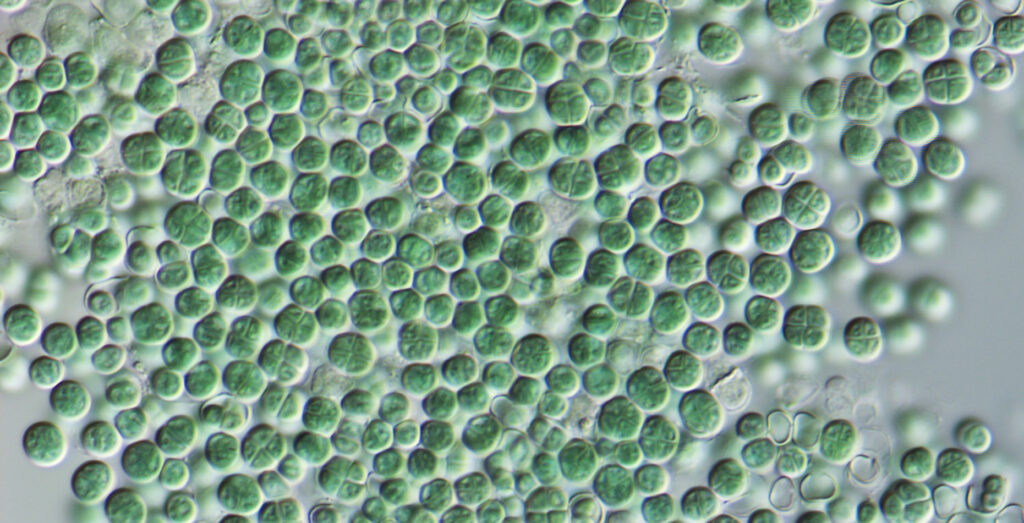 Chroococcidiopsis 